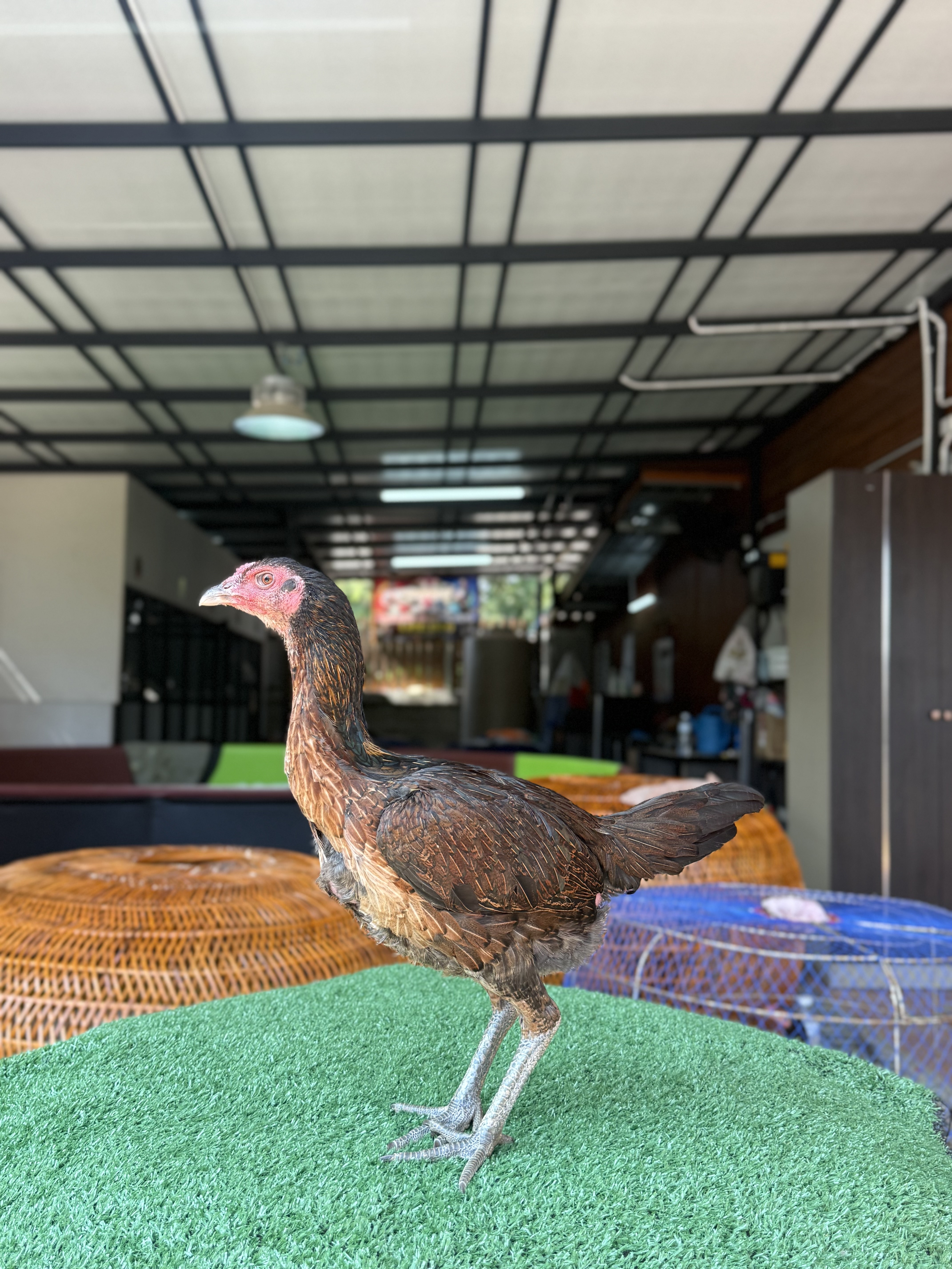 เจ้าสเลอปี้