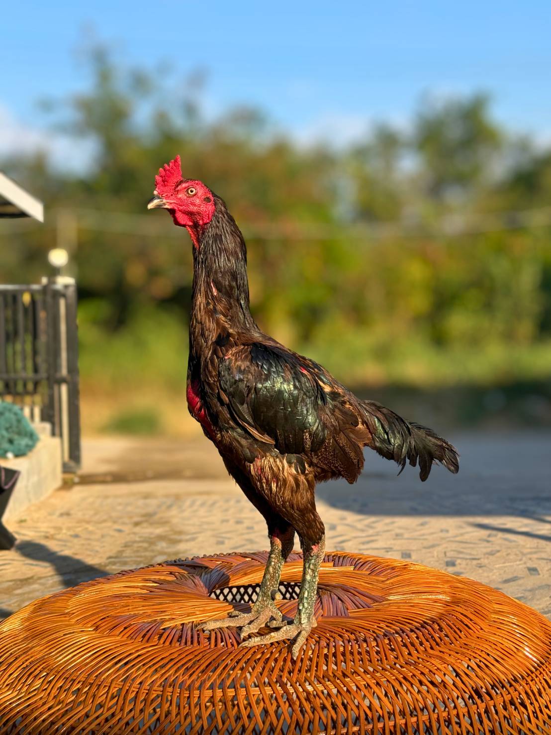 เยียร์จูเนียร์