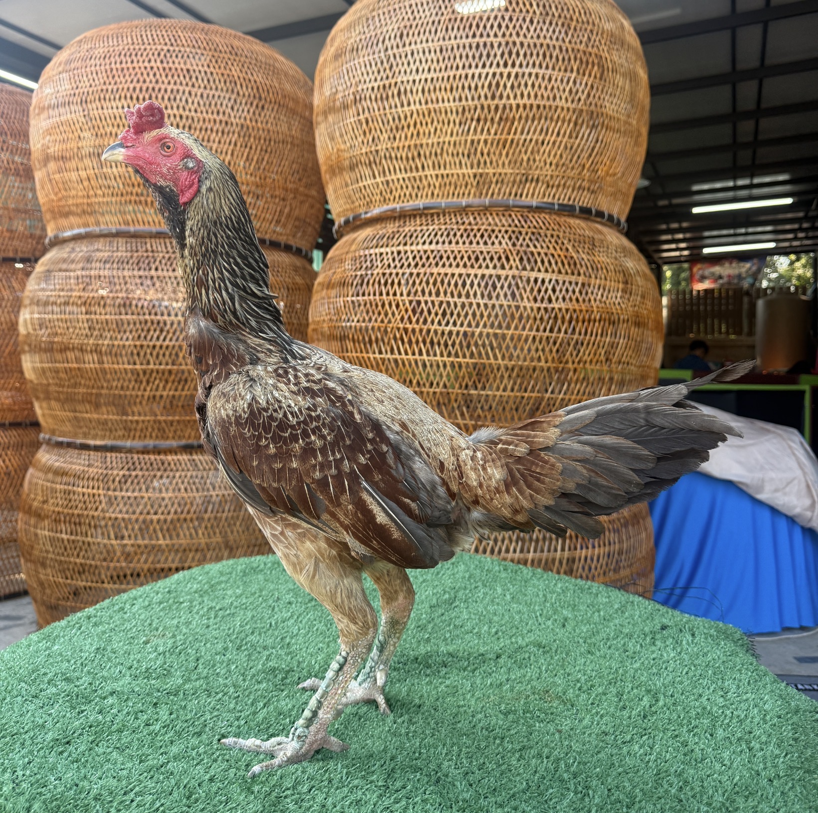 เยียร์ทอฝัน